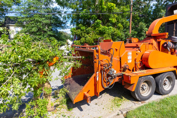 Tree Branch Trimming in Winfield, AL